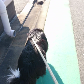 マリちゃんダッシュ～の画像