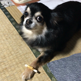 チロルの特技　我慢の画像