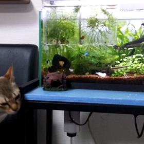 ねこさんの画像