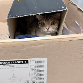 ”ふれあい譲渡会のお知らせ　2月24日”の画像