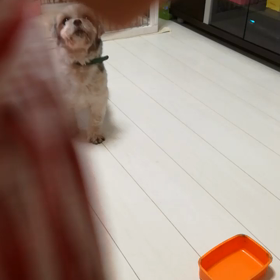 【里親募集中】譲渡会のお知らせ！の画像