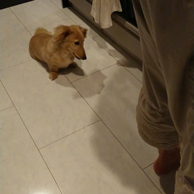 天からの～!犬(ー。ー#)の画像
