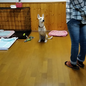 天才☆コロスケの画像