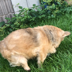 夏君が初めて庭に出た日の画像