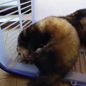 ベロで癒やし♥の画像