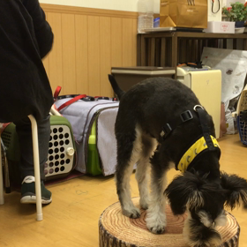 初挑戦。の画像