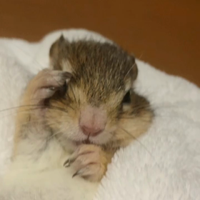 シマリスぷぅ 敬礼♡の画像