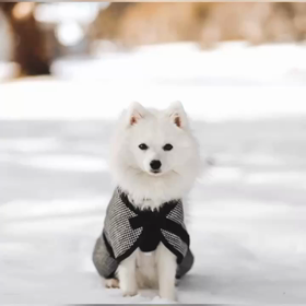 Shima散歩Tokyo 愛おしき世界のワンちゃんセレクションの画像