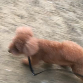 ♪お散歩動画♪代々木公園♪の画像