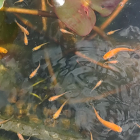 コメント返信ができない。コメントもできない。の画像