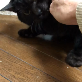 里親様募集中のダディくんの画像