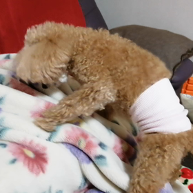 母わんこ、復活！の画像