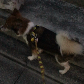 保護犬スリーシスターズの画像