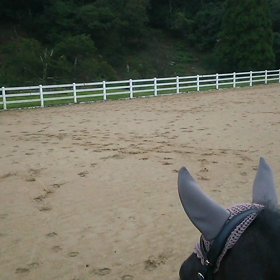 動く鹿！！の画像