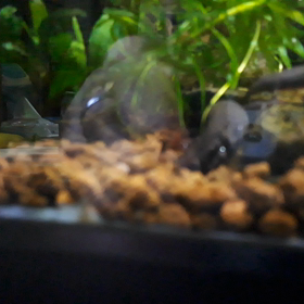 ガリガリになったの画像