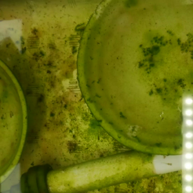 青空めだかモニター 稚魚育成プロジェクト 育成編④の画像