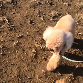 ♪お散歩動画♪代々木公園♪の画像