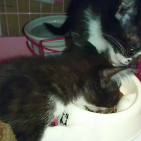 早食いだね！の画像