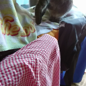 心春を見守る、Miss Chappyの画像