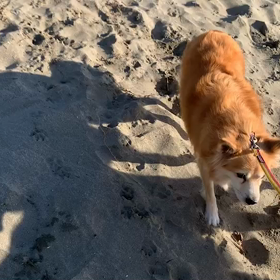 1月9日13わんこと2時間遠足　　お台場の画像