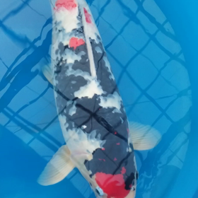 ほうおうの画像