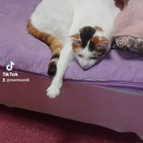 お見送りﾆｬﾝｽﾞ❤️の画像