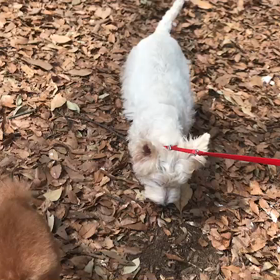 ♪お散歩動画♪代々木公園♪の画像