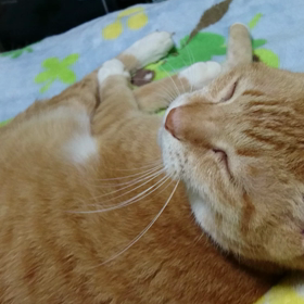 決めた❗の画像