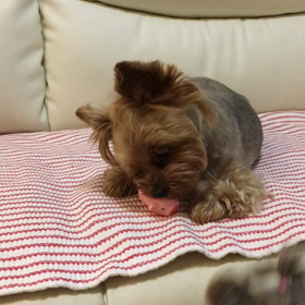 豚さんが…………の画像