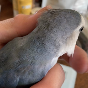 怒られてますの画像