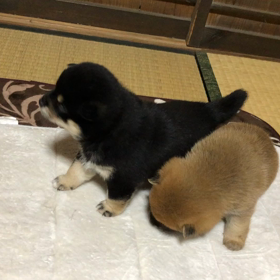 2匹姉妹ちゃんの画像