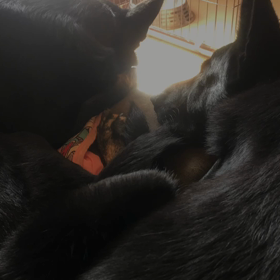 黒犬は、、、の画像