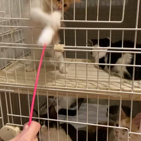 子猫ちゃんずの画像