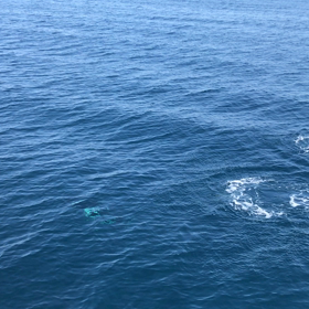 知床ネイチャークルーズホエールウオッチング＼(^-^)／の画像