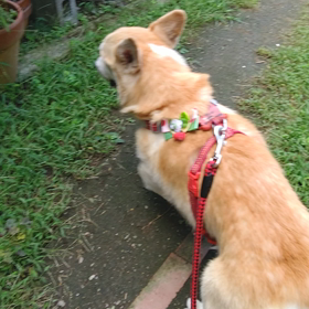 経過報告の画像