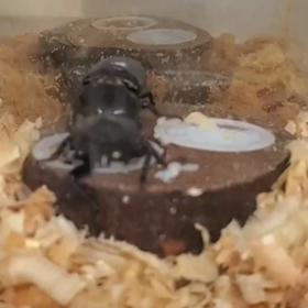 激しい♀️の画像