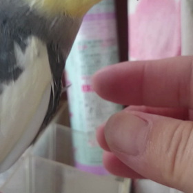 されるがままの画像