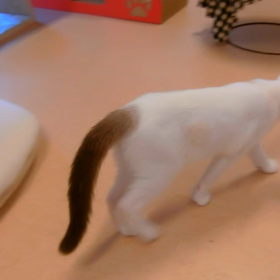 猫カフェファイルNo.70の画像