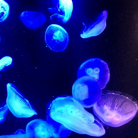 リニューアル後のマリンワールド海の中道への画像