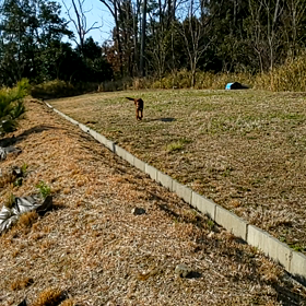 キ○○イ飼い主   ホーク負傷の画像