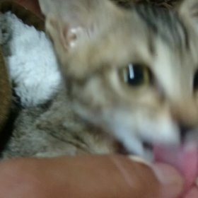 さきこ母ちゃんの子ども『はなわ君』の事の画像