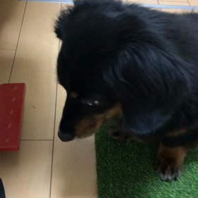 今日のけんけんの画像