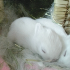 生後１０日のウサギのベビーの画像