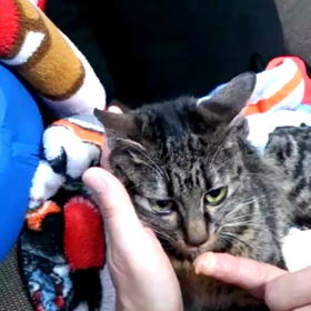 ししまるのご飯の様子の画像