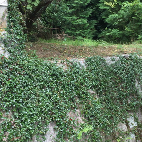 蝶だらけの画像