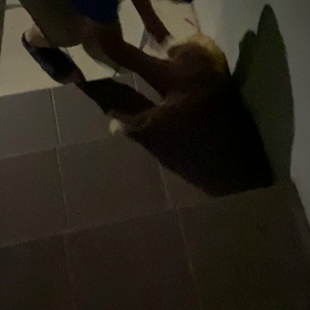 オンプの行動の画像