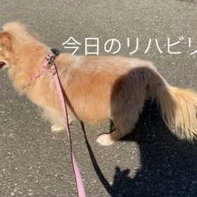 しっぽマッサージの画像