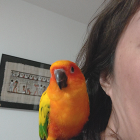 不良インコ の カレンの画像