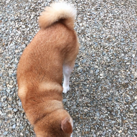 お散歩♪の画像