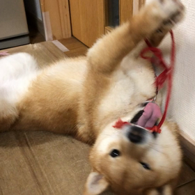 ひも　大好きの画像